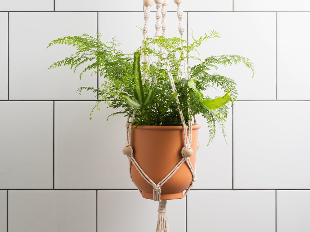 Spennende dynamikk med hengende planter